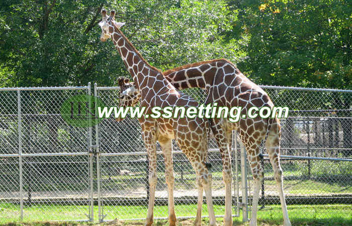 Deer cage fence, Zebra enclosure mesh, Giraffe fence netting Deer cage fence, Zebra enclosure mesh, Giraffe fence netting