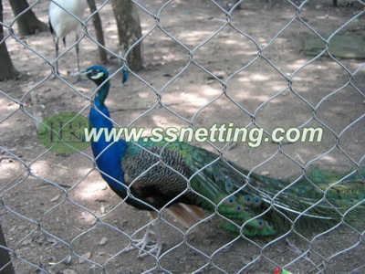 India peafowl netting mesh in China