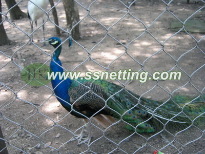 304/316 stainless steel Blue Peacock netting for sale, India peafowl netting mesh in China