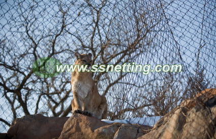 lion enclosure, outside lion cage fence mesh