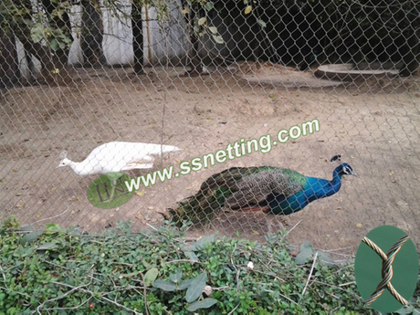 peacock cage netting.jpg