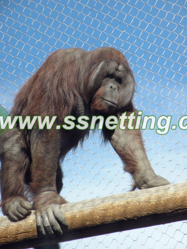Gorilla wire Cage fence is a stainless steel mesh, it is hand-woven by the wire rope, very strong, durable, easy to be damaged. Particularly suitable for zoo, wildlife park all kinds of animal fence, animal cage homes and so on.