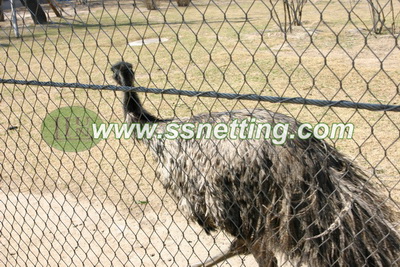 SS304/316 Ostrich cage netting, China Ostrich cage fence manufactory & supplier 