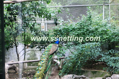 304/316 stainless steel Blue Peacock netting for sale