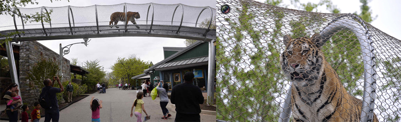 Use our zoo mesh products, the tiger can in the sky