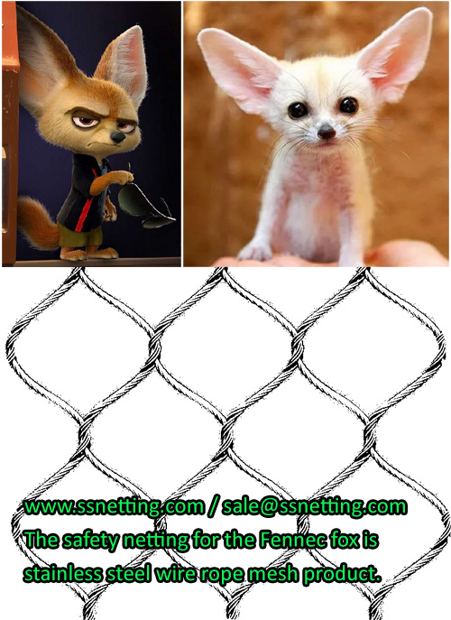 New member in the local zoo - Fennec Fox, and its cage details