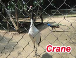 Crane Fence Mesh - A solution for secure protection and aesthetic integration