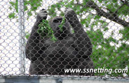 chimpanzee cage fence mesh