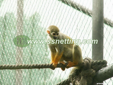 Monkey Enclosure Mesh