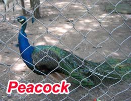 Peacock enclosures for sale
